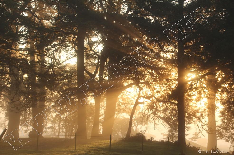 Detail - Sri Lanka 2015 � Horton plains � v�chod slunce