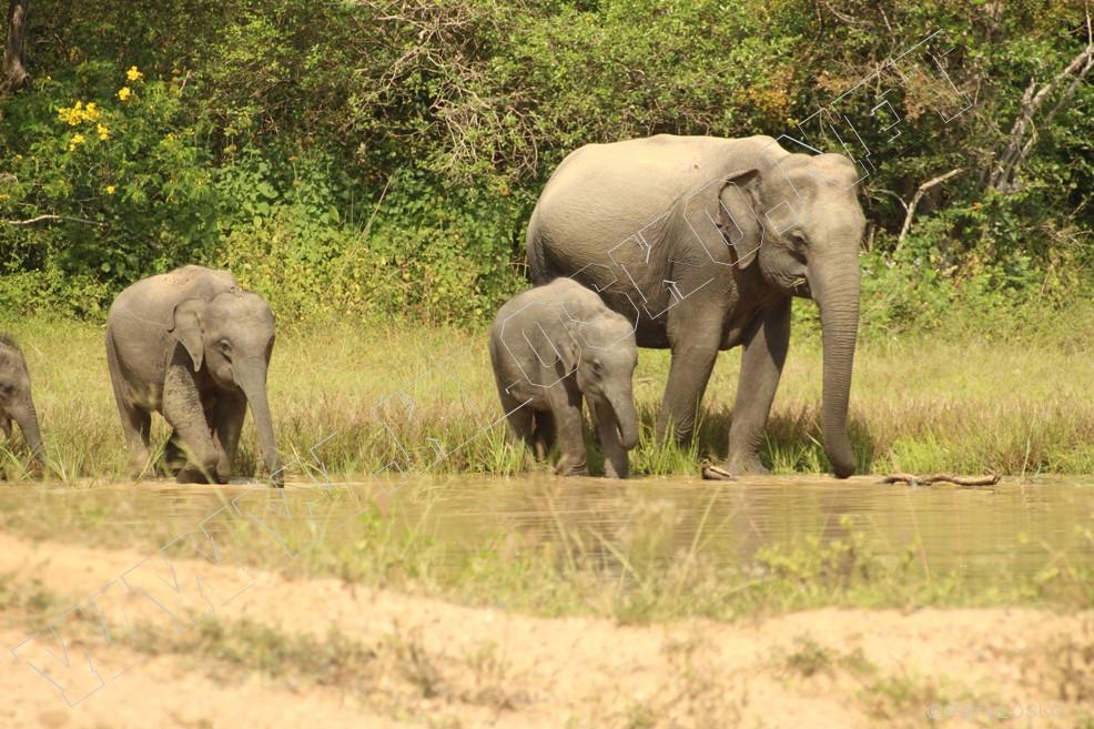 Detail - Sri Lanka 2015 � NP Yalla - Sloni u napajedla