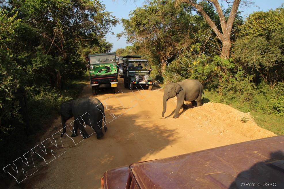 Detail - Sri Lanka 2015  NP Yalla - Sloni