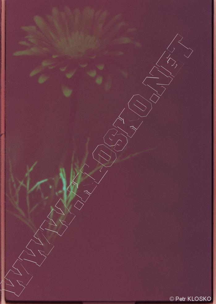 Detail - D�rkov� komora - fotky XII - Redscale - Gerbera, WPPD