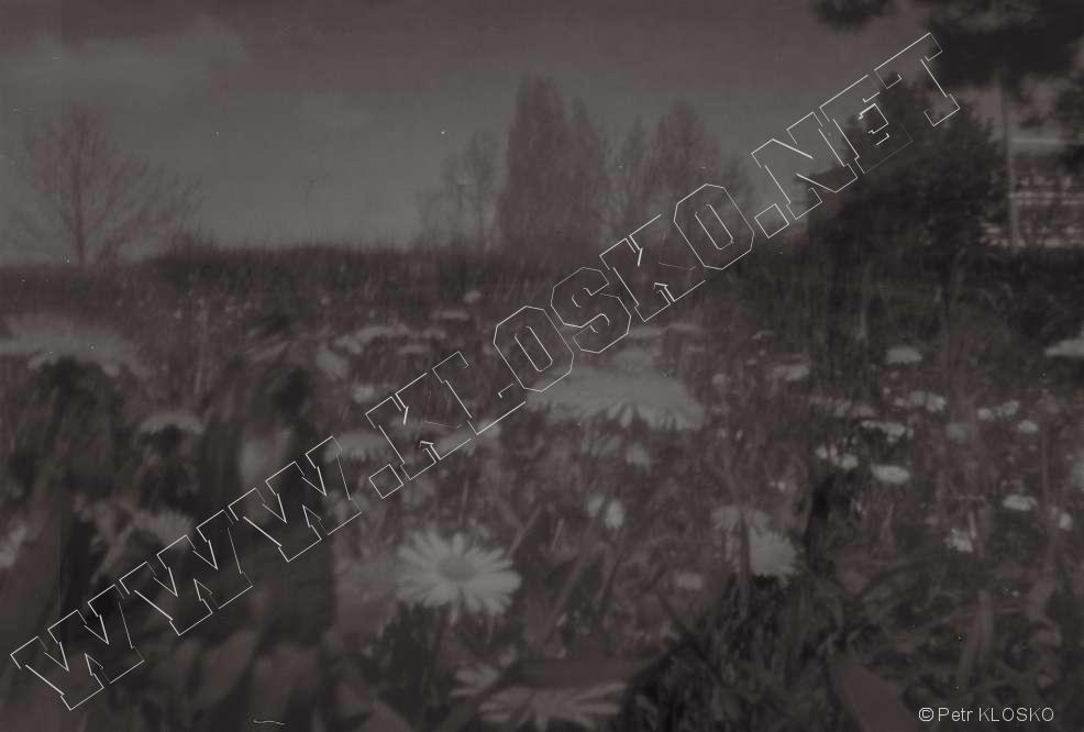 Detail - D�rkov� komora - fotky XXI - The Spring Meadow, WPPD 2023