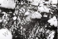D�rkov� komora - fotky XXVI � Zimn� kytky