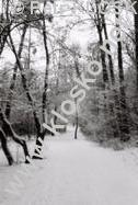D�rkov� komora - fotky XXVI � Zimn� stezka, ��blick� h�j