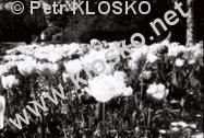 D�rkov� komora - fotky XXVI � Praha, Letn�, z�hon tulip�n�