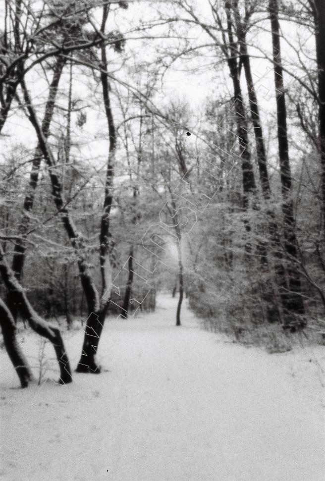 Detail - D�rkov� komora - fotky XXVI � Zimn� stezka, ��blick� h�j