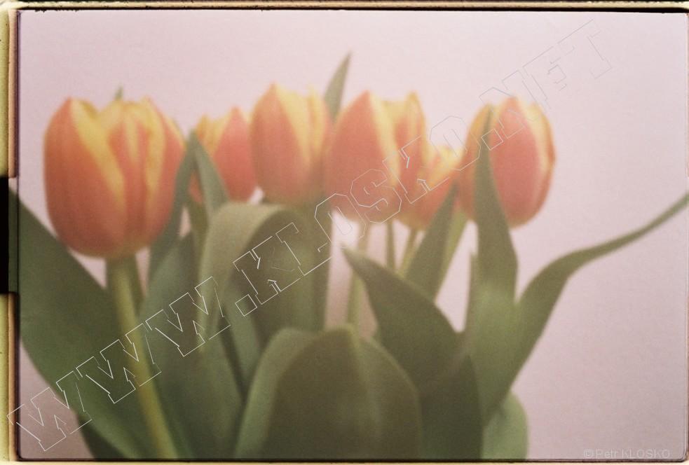 Detail - WPPD2015 - Tulipďż˝ny